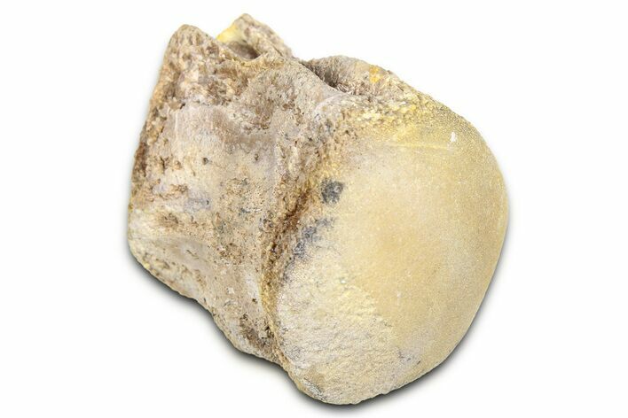 Fossil Mosasaur (Platecarpus) Vertebra - Kansas #382050